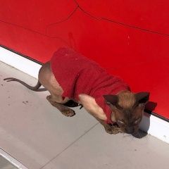 Подробнее об объявлении «Найдена кошка сфинкс в красной кофте Анапа» Фото: найдена кошка Сфинкс «Найдена кошка сфинкс в красной кофте Анапа» в г. Анапа