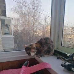 Подробнее об объявлении «Найдена кошка в зареченском районе Тула» Фото: найдена кошка  «Найдена кошка в зареченском районе Тула» в г. Тула