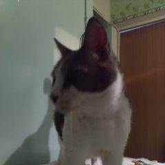 Подробнее об объявлении «Найдена кошка прибилась в подъезд Воронеж» Фото: найдена кошка  «Найдена кошка прибилась в подъезд Воронеж» в г. Воронеж