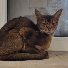 Подробнее об объявлении «Найдена кошка Ростов-на-Дону» Фото: найдена кошка Абиссинская кошка «Найдена кошка Ростов-на-Дону» в г. Ростов-на-Дону