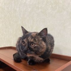 Подробнее об объявлении «Найдена кошка Брянск» Фото: найдена кошка  «Найдена кошка Брянск» в г. Брянск