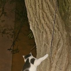 Подробнее об объявлении «Найден кот, депутатская 10, 20 больница Воронеж» Фото: найдена кошка  «Найден кот, депутатская 10, 20 больница Воронеж» в г. Воронеж