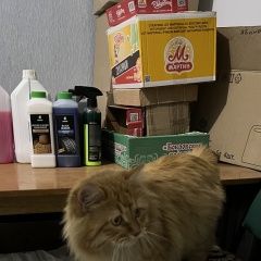 Подробнее об объявлении «Волгоград Найдена кошка» Фото: найдена кошка  «Волгоград Найдена кошка» в г. Волгоград