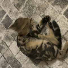 Подробнее об объявлении «Найден кот, бенгал Воронеж» Фото: найдена кошка Бенгальская кошка «Найден кот, бенгал Воронеж» в г. Воронеж