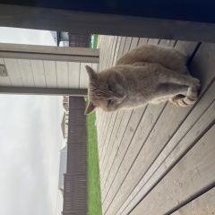 Подробнее об объявлении «Найден кот рыжий, персиковый кот Ступино» Фото: найдена кошка  «Найден кот рыжий, персиковый кот Ступино» в г. Ступино