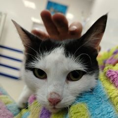 Подробнее об объявлении «Найдена кошка Куровское» Фото: найдена кошка  «Найдена кошка Куровское» в г. Куровское