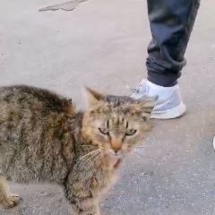 Подробнее об объявлении «Найдена кошка, хлебозаводская ул Мытищи» Фото: найдена кошка  «Найдена кошка, хлебозаводская ул Мытищи» в г. Мытищи