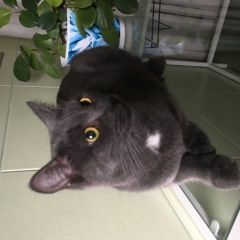 Подробнее об объявлении «Найдена кошка на терр. голубой залив Новосибирск» Фото: найдена кошка Русская голубая кошка «Найдена кошка на терр. голубой залив Новосибирск» в г. Новосибирск