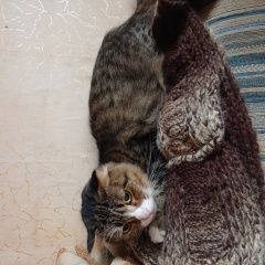 Подробнее об объявлении «Екатеринбург Найдена кошка» Фото: найдена кошка  «Екатеринбург Найдена кошка» в г. Екатеринбург