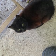 Подробнее об объявлении «Найдена кошка кошечка месяцев 8 примерно. ручная Ржев» Фото: найдена кошка  «Найдена кошка кошечка месяцев 8 примерно....» в г. Ржев