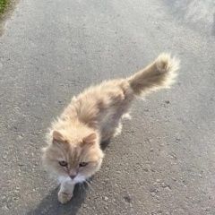 Подробнее об объявлении «Коломна Найдена кошка рыжий пушистый» Фото: найдена кошка  «Коломна Найдена кошка рыжий пушистый» в г. Коломна