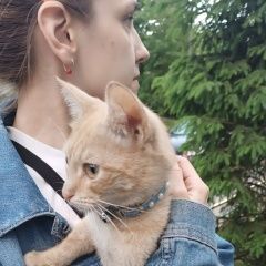 Подробнее об объявлении «Москва Найдена кошка рыжая или кот» Фото: найдена кошка  «Москва Найдена кошка рыжая или кот» в г. Москва