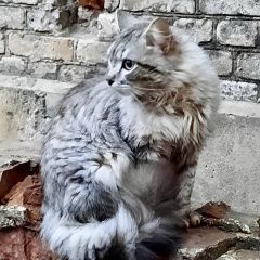 Подробнее об объявлении «Найден кот пушистый кот Королев» Фото: найдена кошка  «Найден кот пушистый кот Королев» в г. Королев