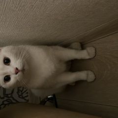 Подробнее об объявлении «Найдена кошка белая кошка в Колпино» Фото: найдена кошка  «Найдена кошка белая кошка в Колпино» в г. Колпино