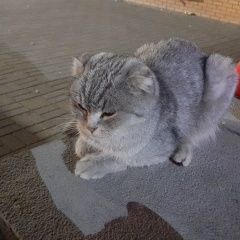 Подробнее об объявлении «Троицк Найдена кошка» Фото: найдена кошка  «Троицк Найдена кошка» в г. Троицк