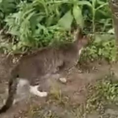 Подробнее об объявлении «Москва Найдена кошка или кот полосатый» Фото: найдена кошка  «Москва Найдена кошка или кот полосатый» в г. Москва