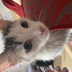 Подробнее об объявлении «Найдена кошка московская область, Реутов» Фото: найдена кошка  «Найдена кошка московская область, Реутов» в г. Реутов