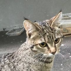 Подробнее об объявлении «Москва Найдена кошка подросток» Фото: найдена кошка  «Москва Найдена кошка подросток» в г. Москва