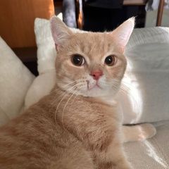 Подробнее об объявлении «Найден кот Ростов-на-Дону» Фото: найдена кошка  «Найден кот Ростов-на-Дону» в г. Ростов-на-Дону