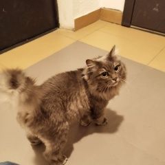 Подробнее об объявлении «Найдена кошка Лыткарино» Фото: найдена кошка  «Найдена кошка Лыткарино» в г. Лыткарино