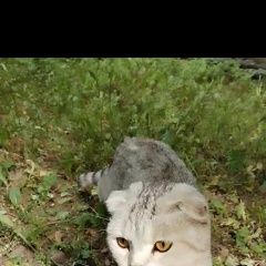 Подробнее об объявлении «Найдена кошка видели серого кота/кошку в павлино, за м Балашиха» Фото: найдена кошка  «Найдена кошка видели серого кота/кошку в...» в г. Балашиха