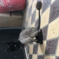 Подробнее об объявлении «Найден кот Дербент» Фото: найдена кошка Мейн-кун «Найден кот Дербент» в г. Дербент