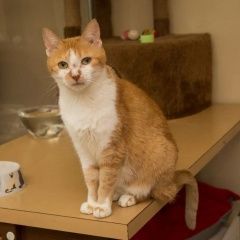 Подробнее об объявлении «Найдена кошка Москва» Фото: найдена кошка  «Найдена кошка Москва» в г. Москва