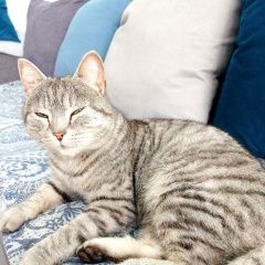 Подробнее об объявлении «Найдена кошка Новосибирск» Фото: найдена кошка Британская короткошерстная кошка «Найдена кошка Новосибирск» в г. Новосибирск