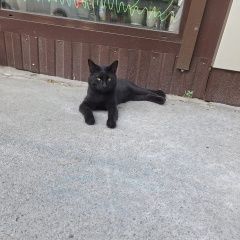 Подробнее об объявлении «Найден кот Ростов-на-Дону» Фото: найдена кошка  «Найден кот Ростов-на-Дону» в г. Ростов-на-Дону