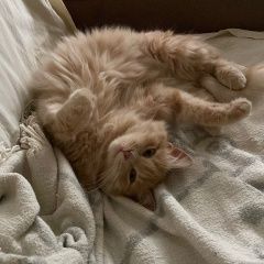 Подробнее об объявлении «Найден кот Хабаровск» Фото: найдена кошка  «Найден кот Хабаровск» в г. Хабаровск