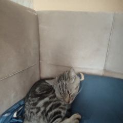 Подробнее об объявлении «Найдена кошка Витебск» Фото: найдена кошка  «Найдена кошка Витебск» в г. Витебск