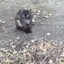 Подробнее об объявлении «Москва Найден кот» Фото: найдена кошка  «Москва Найден кот» в г. Москва