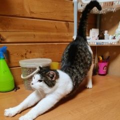Подробнее об объявлении «Найдена кошка Санкт-Петербург» Фото: найдена кошка  «Найдена кошка Санкт-Петербург» в г. Санкт-Петербург
