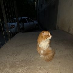 Подробнее об объявлении «Найден кот приблудился кот Шахты» Фото: найдена кошка  «Найден кот приблудился кот Шахты» в г. Шахты
