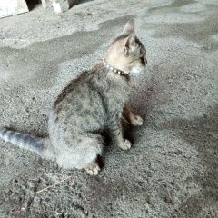 Подробнее об объявлении «Найдена кошка Камышлов» Фото: найдена кошка  «Найдена кошка Камышлов» в г. Камышлов