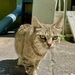 Подробнее об объявлении «Найдена кошка Москва» Фото: найдена кошка  «Найдена кошка Москва» в г. Москва