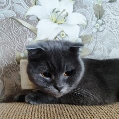 Подробнее об объявлении «Найдена кошка Екатеринбург» Фото: найдена кошка  «Найдена кошка Екатеринбург» в г. Екатеринбург