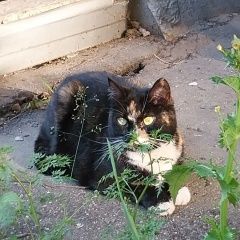 Подробнее об объявлении «Найдена кошка трёхцветка Москва» Фото: найдена кошка  «Найдена кошка трёхцветка Москва» в г. Москва