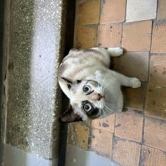 Подробнее об объявлении «Найдена кошка Москва» Фото: найдена кошка  «Найдена кошка Москва» в г. Москва