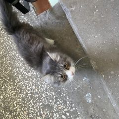 Подробнее об объявлении «Сургут Найдена кошка» Фото: найдена кошка  «Сургут Найдена кошка» в г. Сургут