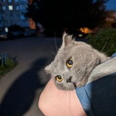 Подробнее об объявлении «Найден кот ищем хозяина Красноярск» Фото: найдена кошка  «Найден кот ищем хозяина Красноярск» в г. Красноярск