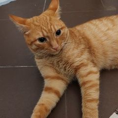 Подробнее об объявлении «Найден кот Видное» Фото: найдена кошка  «Найден кот Видное» в г. Видное