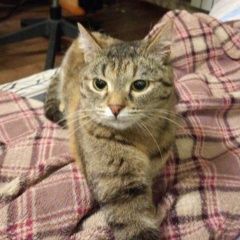 Подробнее об объявлении «Найдена кошка Дзержинск» Фото: найдена кошка  «Найдена кошка Дзержинск» в г. Дзержинск