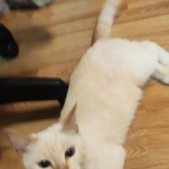 Подробнее об объявлении «Найдена кошка тайская Москва» Фото: найдена кошка Тайская кошка «Найдена кошка тайская Москва» в г. Москва