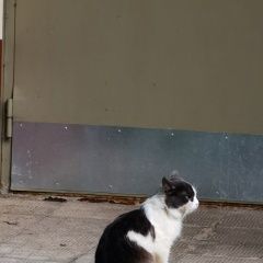 Подробнее об объявлении «Найден кот Москва» Фото: найдена кошка  «Найден кот Москва» в г. Москва