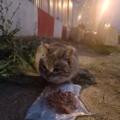 Подробнее об объявлении «Найден кот похож на домашнего Москва» Фото: найдена кошка  «Найден кот похож на домашнего Москва» в г. Москва