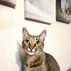 Подробнее об объявлении «Найдена кошка Москва» Фото: найдена кошка  «Найдена кошка Москва» в г. Москва