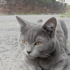 Подробнее об объявлении «Найдена кошка или кот британец Дзержинский» Фото: найдена кошка Британская короткошерстная кошка «Найдена кошка или кот британец Дзержинский» в г. Дзержинский