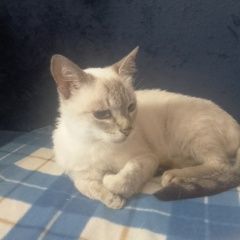 Подробнее об объявлении «Найдена кошка Ликино-Дулево» Фото: найдена кошка  «Найдена кошка Ликино-Дулево» в г. Ликино-Дулево