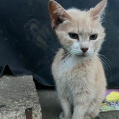 Подробнее об объявлении «Найдена кошка Дорохово» Фото: найдена кошка  «Найдена кошка Дорохово» в г. Дорохово
